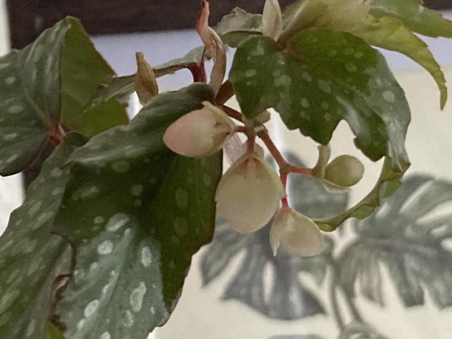 Angel wing begonia (now with flowers!)