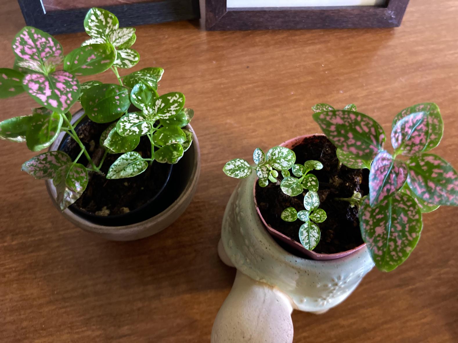 2 healthy polka dot plants