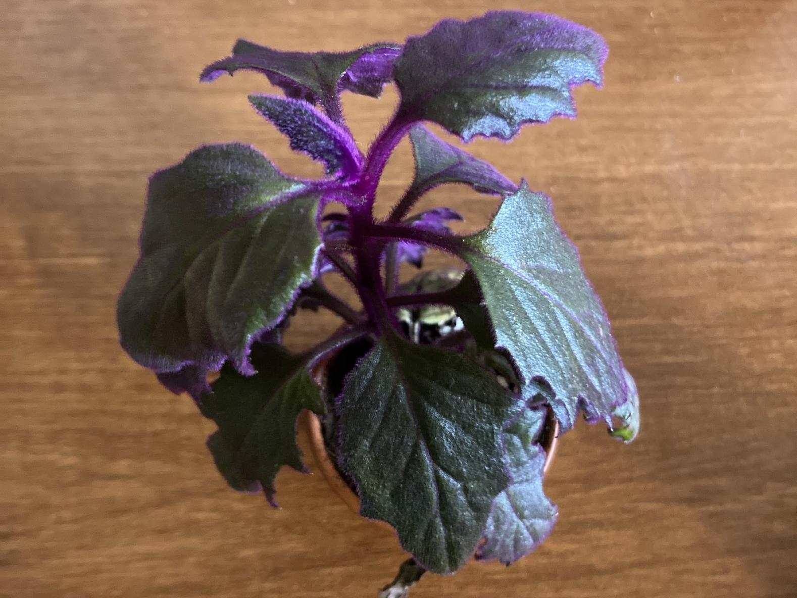 Purple plant, very hard to read right now