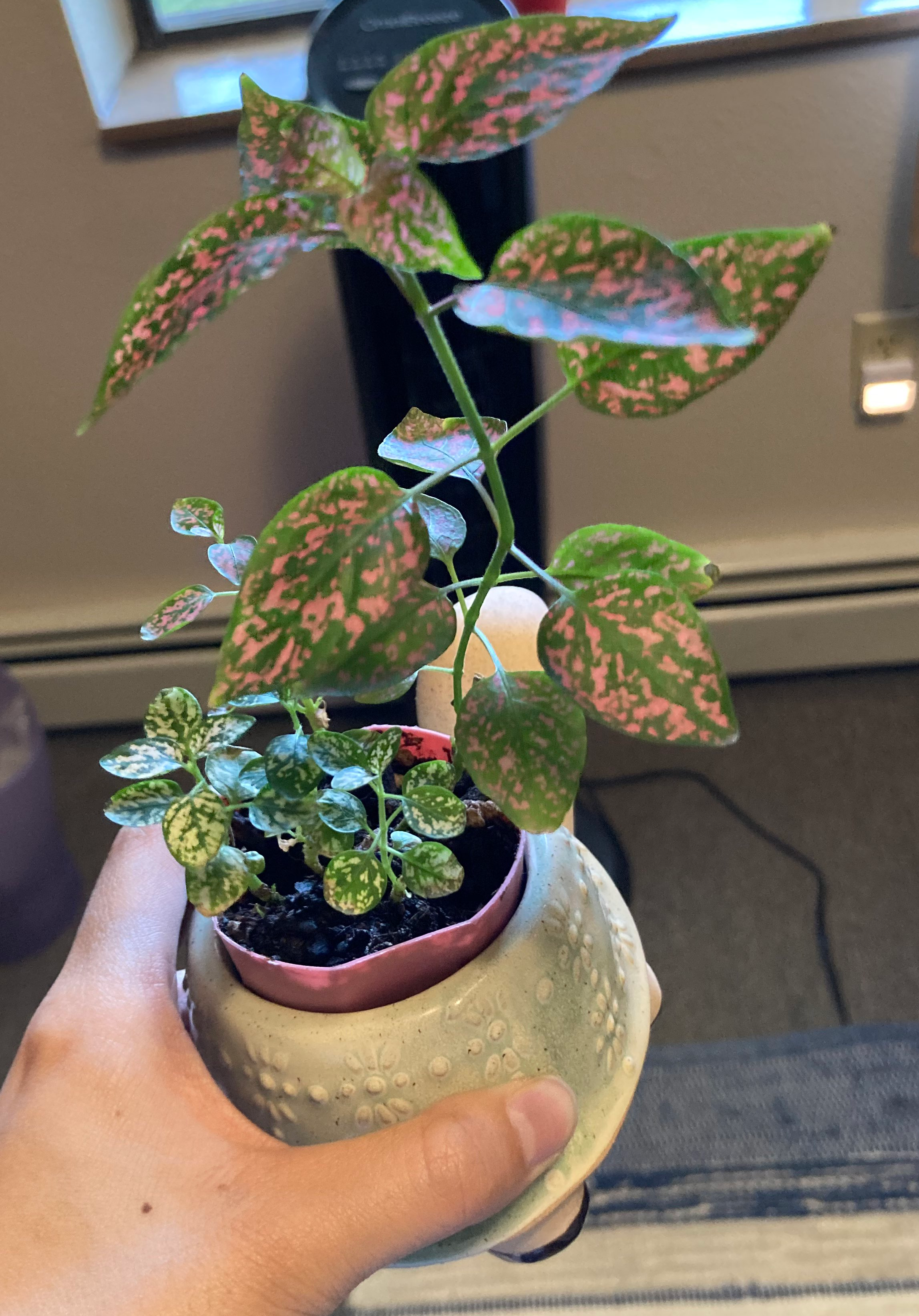 Polka dot plant