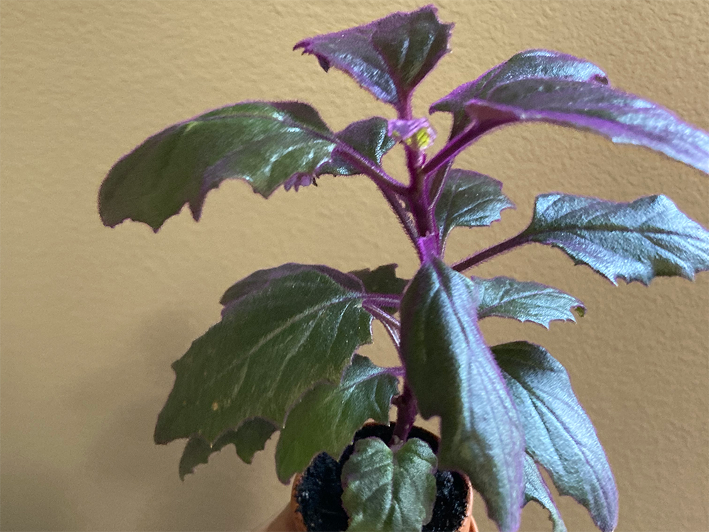 Purple plant