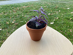 Purple passion plant